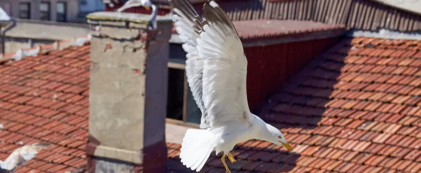 Residential Chimney Animal Removal Solution in Hammonton, NJ